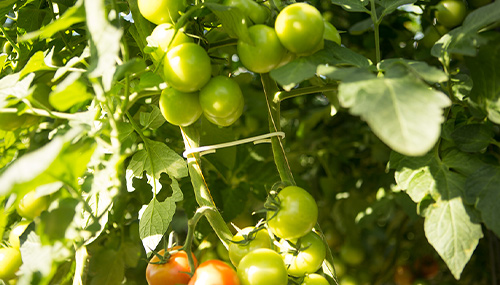 BATO Side shoot hook 12 cm