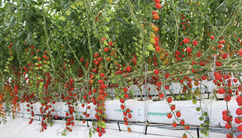 RioCoCo Growbag