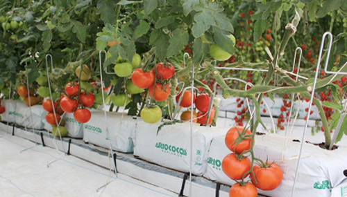RioCoCo Growbag
